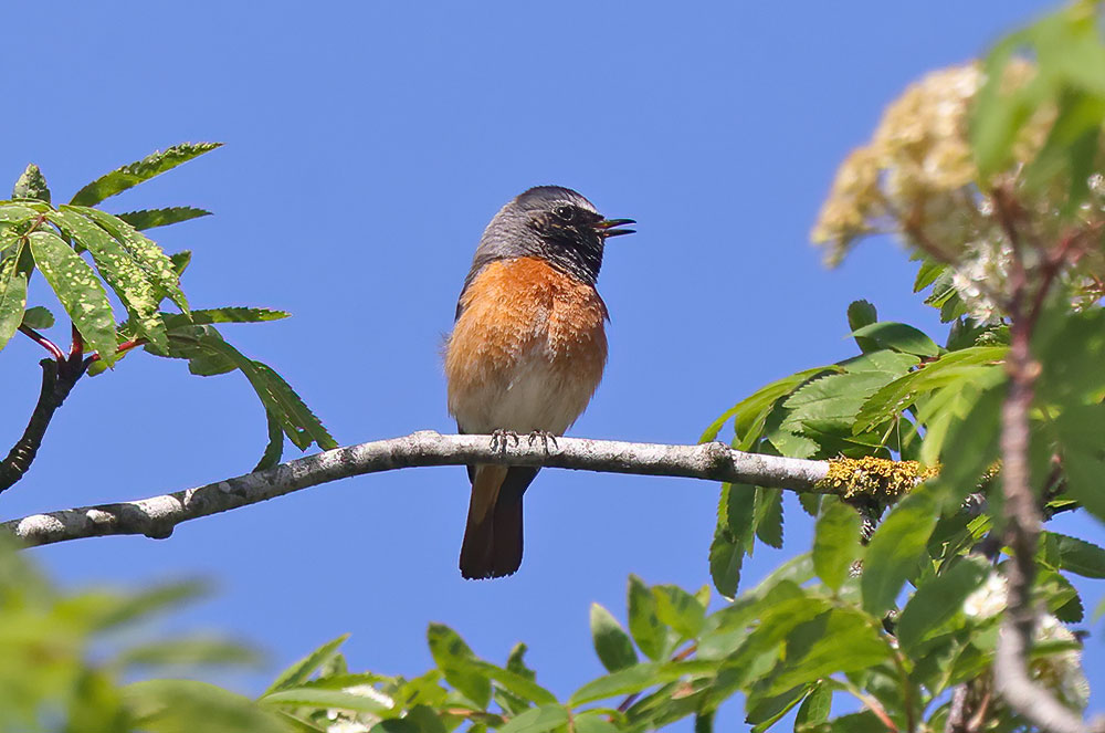 Redstart